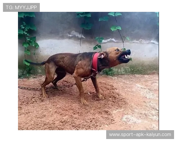 以内斯兰马查多挑战奥尔金 比特犬力争延续全胜纪录